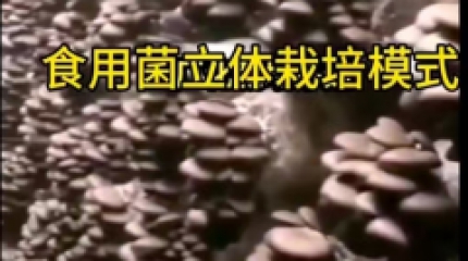 適工廠化栽培的優質平菇QS—3
